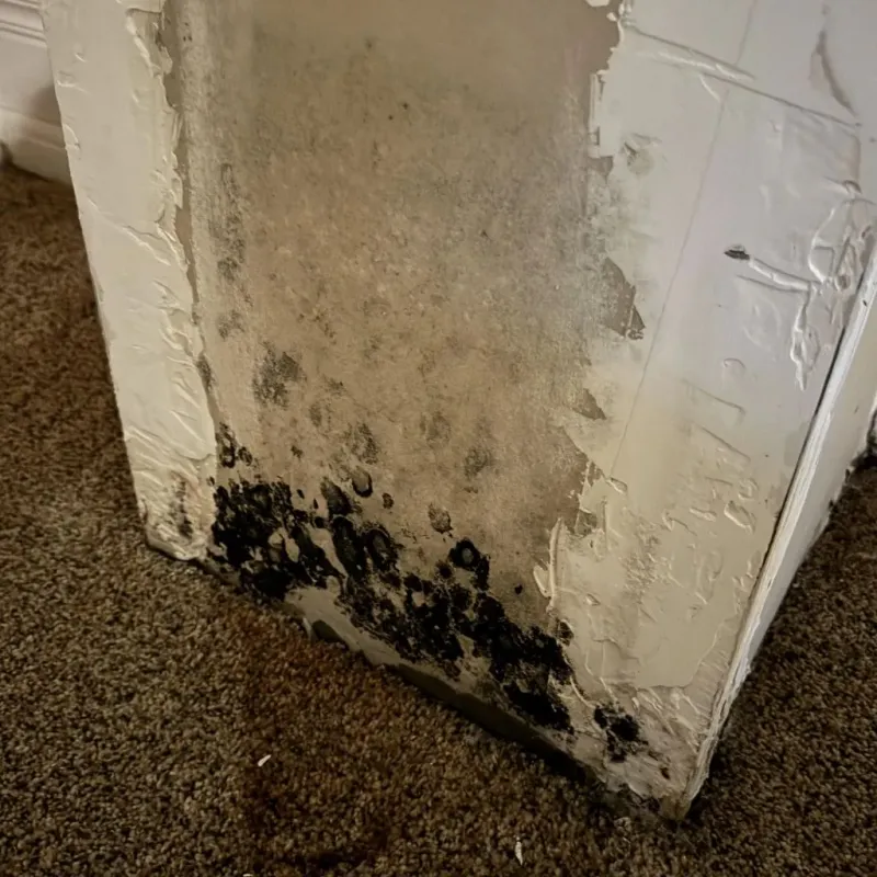 Professional Mold Removal in Whittier, CA
